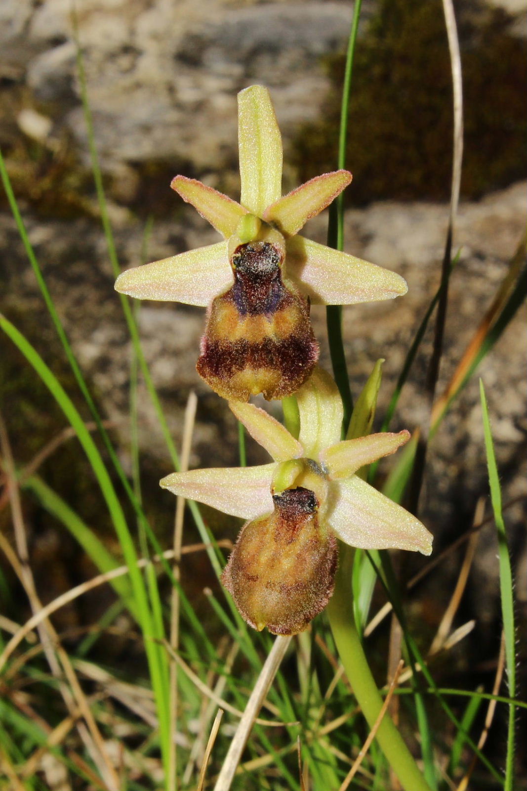 Ophrys exaltata subsp. montis-leonis - variabilit